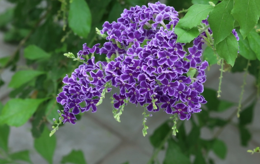 蕾絲金露花