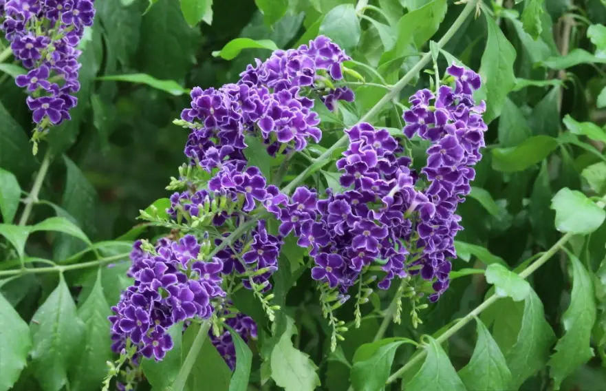蕾絲金露花繁殖 蕾絲金露花繁殖